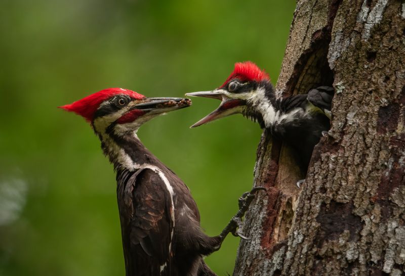 woodpecker removal