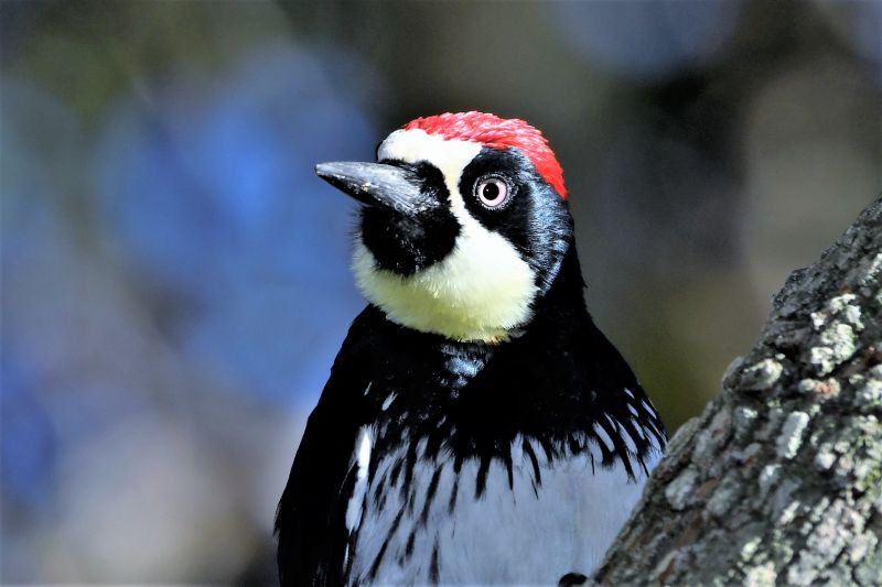 woodpecker removal