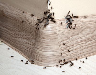 Ant Control Service in New Braunfels, TX
