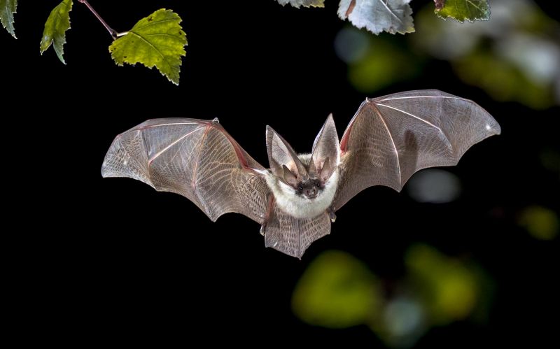 Common Bird And Bat Infestations Found In Buildings