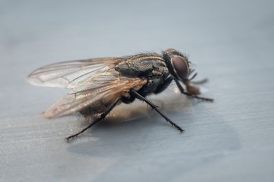 Fly Control Service in Denton, TX