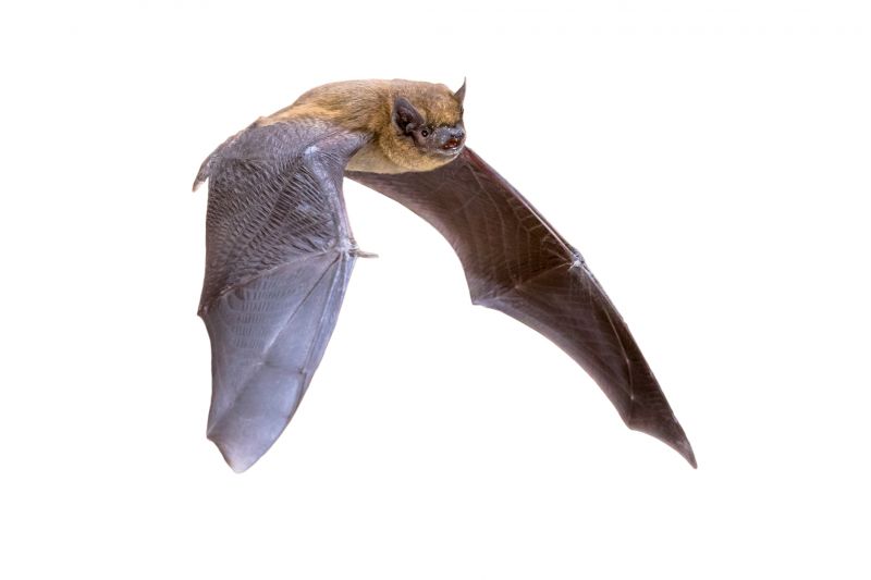 Health Risks Associated With Birds And Bats On Your Property
