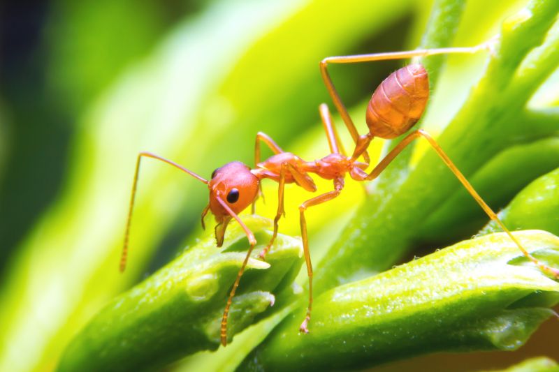 Red Ant Extermination in Frisco, TX