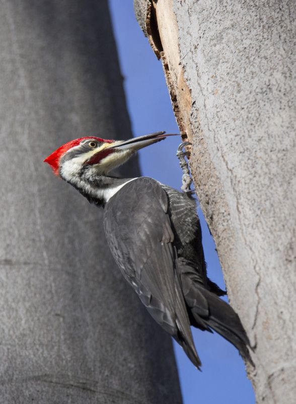 Woodpecker Prevention Solutions