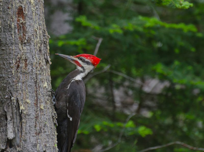 Woodpecker on Tree