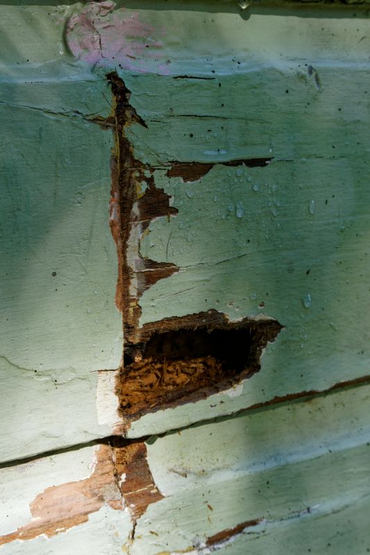 Woodpecker Damage Repair