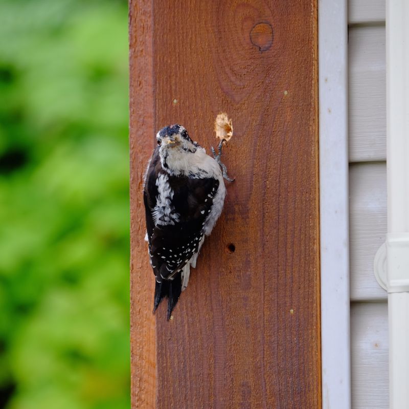 woodpecker removal